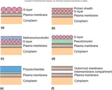Diagram of archaeal cell envelope diversity