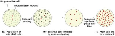 Development of antibiotic resistance in a population