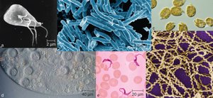 Various types of microorganisms