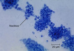 Fungal structure
