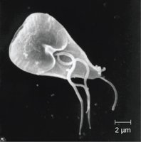 Protozoan cell