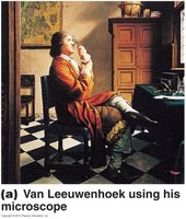 Early microscopic observations