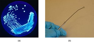 Aseptic technique and microbial culture