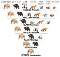 Taxonomic hierarchy example