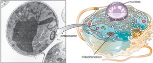 Structure of a eukaryotic cell