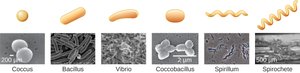 Bacterial shapes