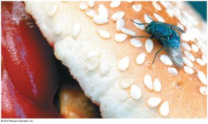 Mechanical Transmission by Arthropods