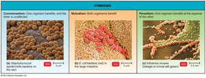 Symbiosis: commensalism, mutualism, parasitism