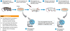 Koch's Postulates: Understanding Disease