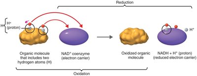 Biological oxidation with NAD+