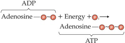 ATP synthesis from ADP and Pi