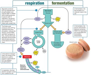 Overview of respiration and fermentation
