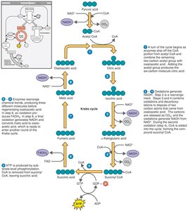 Krebs cycle diagram