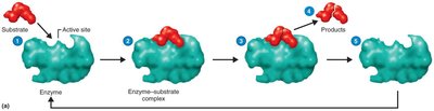 Mechanism of enzymatic action