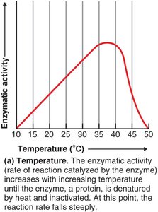 Enzyme activity vs temperature