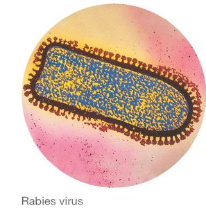 Rabies virus illustration