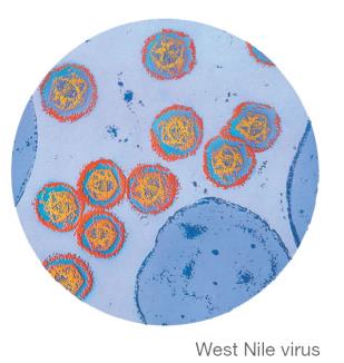 West Nile virus illustration