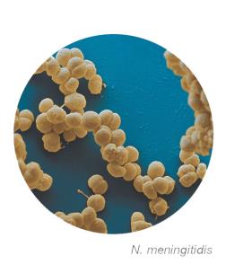 N. meningitidis under microscope