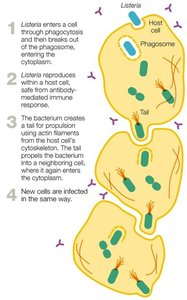 Listeria intracellular movement using actin tails