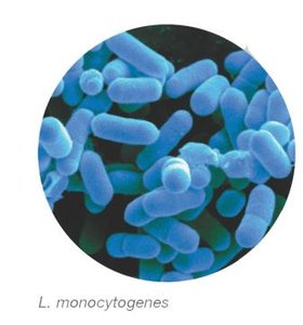 L. monocytogenes under microscope
