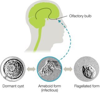 Life cycle and CNS invasion of Naegleria fowleri