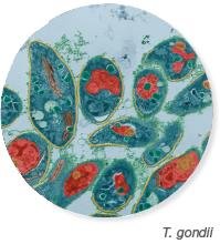 T. gondii under microscope