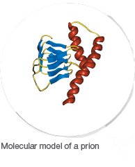 Molecular model of a prion protein