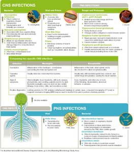 Visual summary of CNS and PNS infections