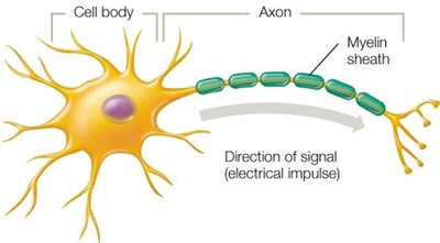 Structure of a neuron showing axon and myelin sheath