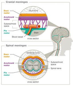 Structure of cranial and spinal meninges