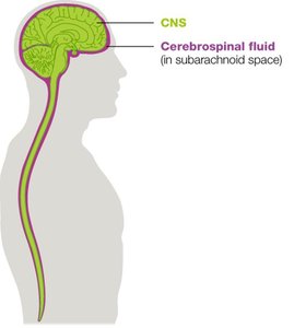 Cerebrospinal fluid in the CNS