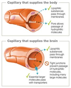 Comparison of capillaries in the body and brain (blood-brain barrier)