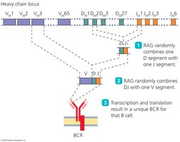 Immunoglobulin heavy chain locus and gene recombination