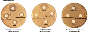 Disk-diffusion method showing zones of inhibition for different disinfectants