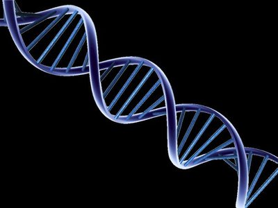 DNA double helix