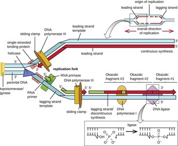 Detailed DNA replication process