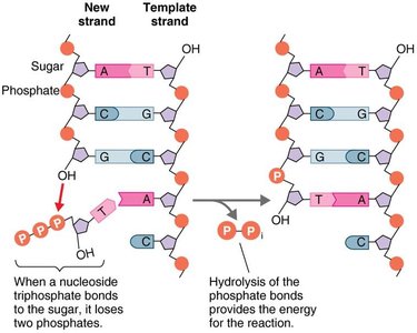 Energy from nucleoside triphosphate hydrolysis