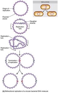 Bidirectional replication of circular bacterial DNA
