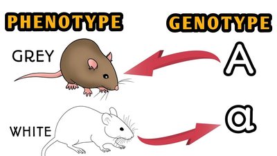 Genotype and phenotype in mice