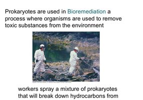 Bioremediation workers spraying prokaryotes