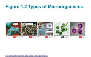 Types of microorganisms: bacteria, protists, food particles, algae, viruses