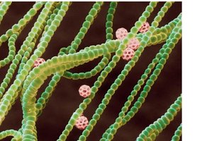 Cyanobacteria and microbial food webs