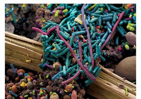 Microbiome diversity on human tissue