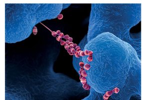 Host resistance factors: skin, mucous membranes, microbiota