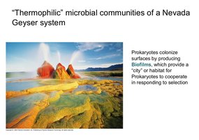 Biofilm formation on surfaces