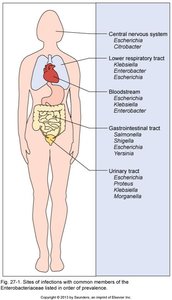 Sites of infection with common Enterobacteriaceae