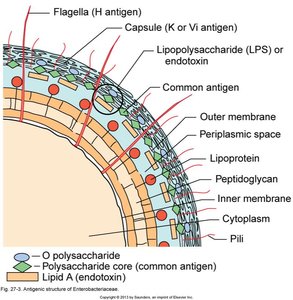 Antigenic structure of Enterobacteriaceae cell envelope