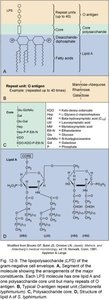 Structure and function of LPS and O antigen