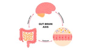 Diagram of the gut-brain axis