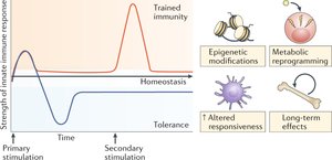 Graph showing trained immunity and immune response over time